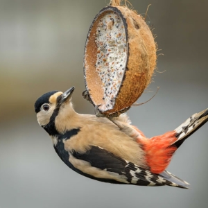 Redwell   27 1 2017   D3s (306 Of 369).jpg